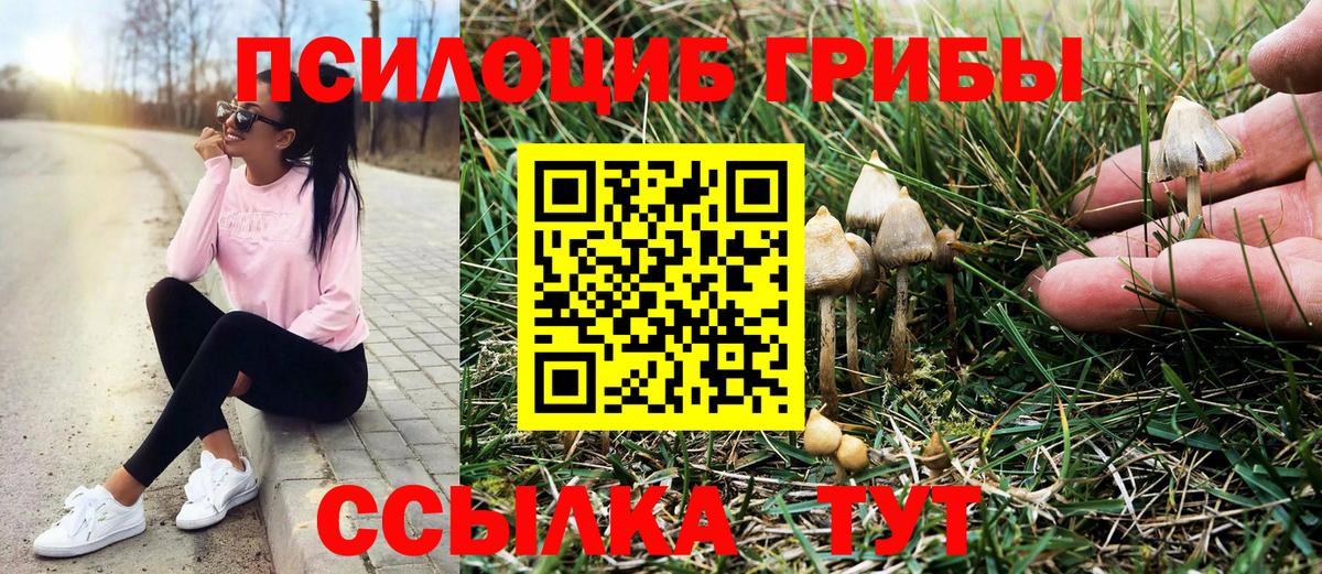 Галлюциногенные грибы GOLDEN TEACHER  Вход с VPN  Горно-Алтайск  Псилоцибиновые грибы Psilocybine cubensis 